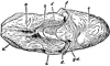 Female Nautilus without Shell