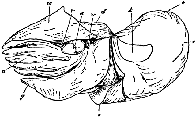 Female Nautilus without Shell