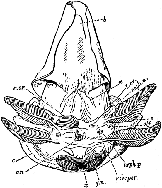 Female Nautilus without Shell