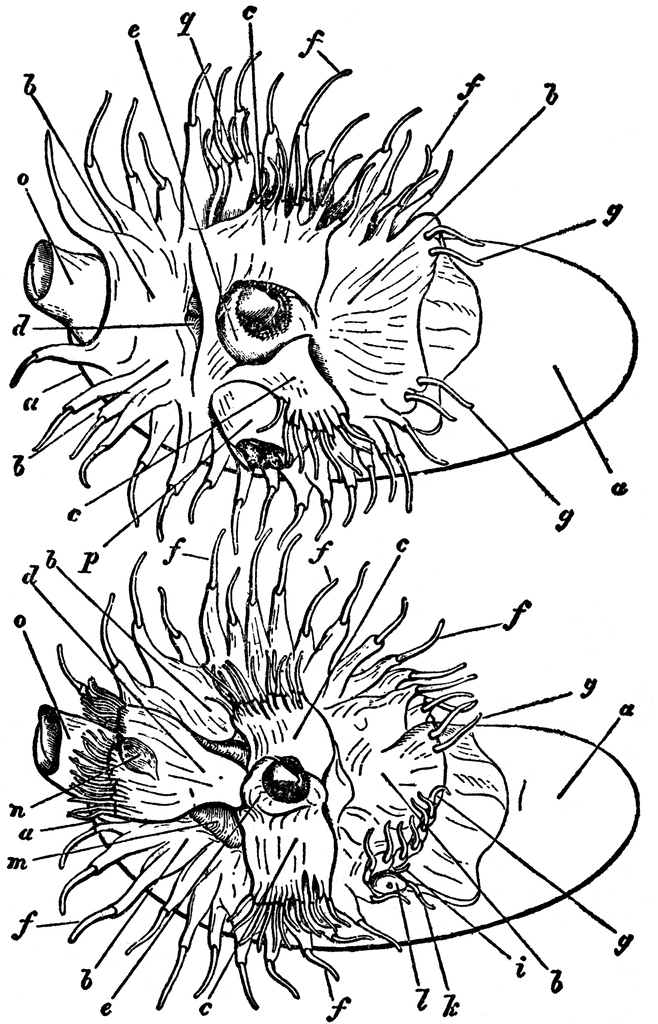 Female and Male Nautilus 