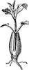Root-Grafting of Dahlia