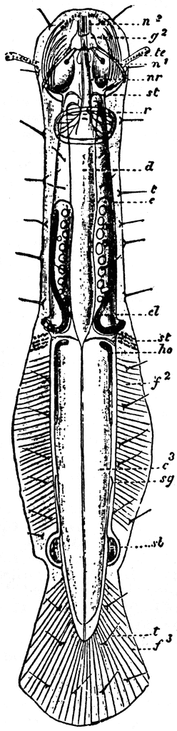 Chaetognatha