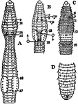 "Diagrams of various earthworms to illustrate external characters. A, B, C, anterior segments from the ventral surface; D, hinder end of the body of Urochaeta." (Britannica, 1910)