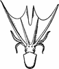 Blanket Octopus