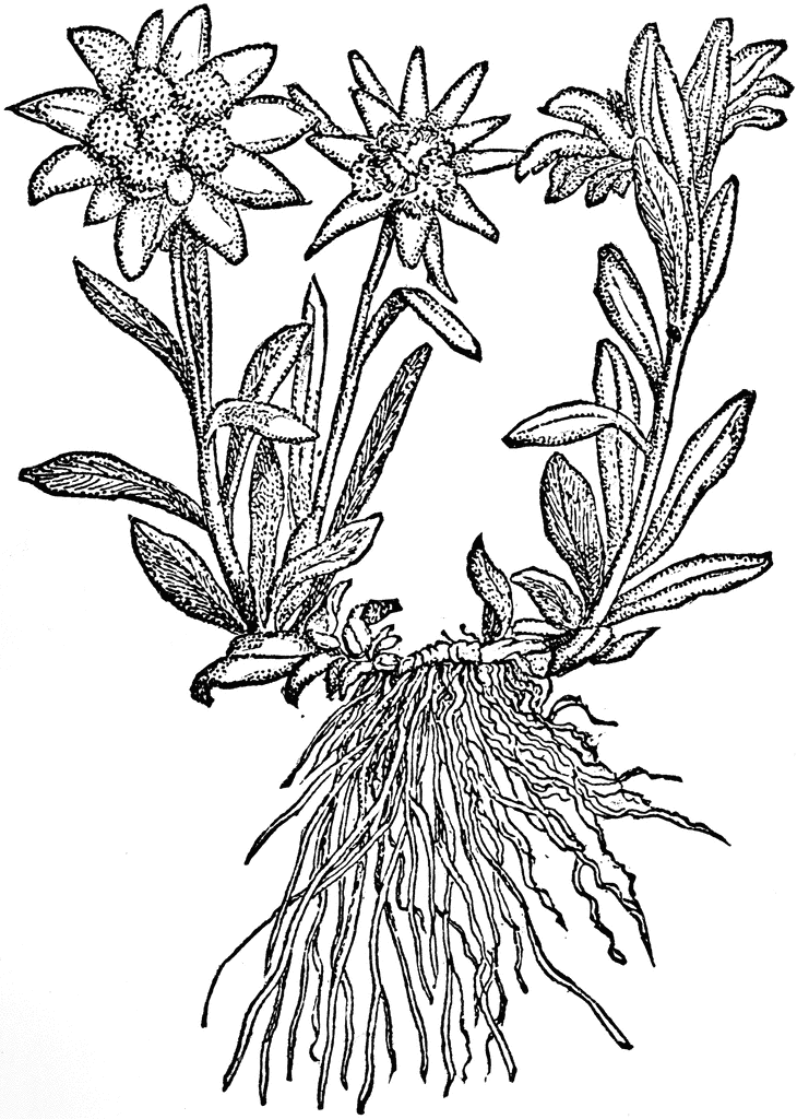 clipart edelweiss flower - photo #14