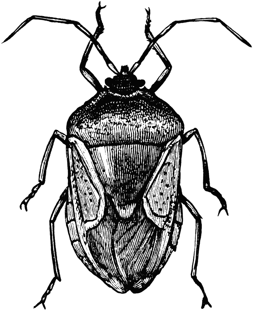 clipart insects black and white - photo #33