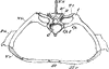 Crocodile Thoracic Region