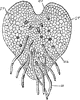 Young Prothallus of Fern