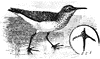 Semipalmated Sandpiper