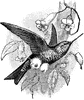 Coppery-Bellied Puffleg