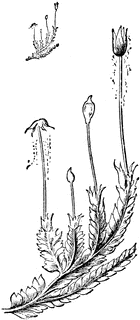 Phagiochila