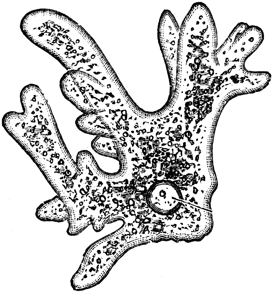 Amoeba