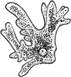 An illustration of an amoeba: n, nucleus.
