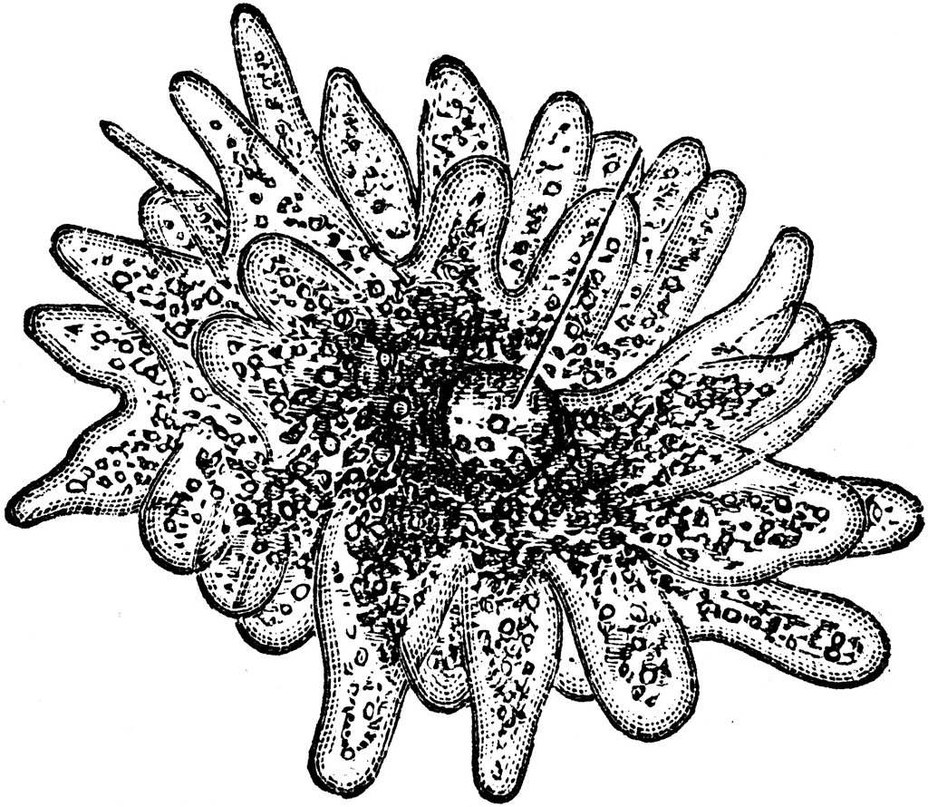 Amoeba