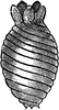 Chara Vulgaris