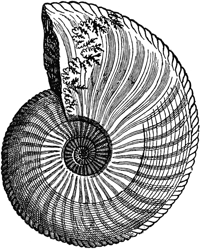 Ammonite | ClipArt ETC