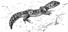 Leopard Gecko