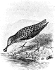 Spoon-Billed