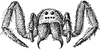 Tarantula Wolf Spider