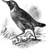 Black-Faced Antthrush