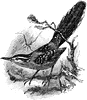 Ferruginous Antbird