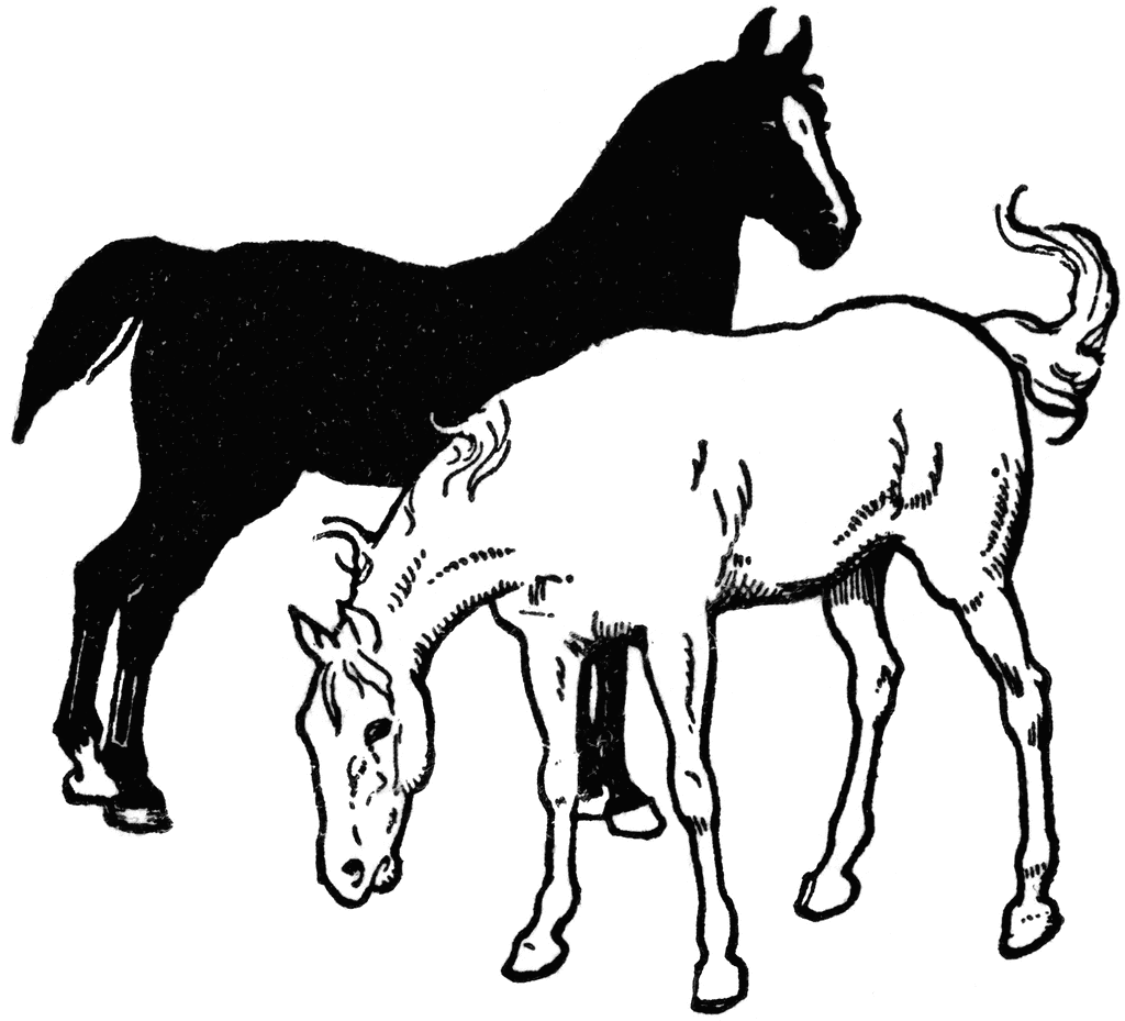 horse clip art black and white - photo #2