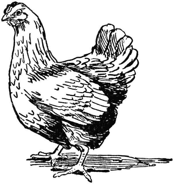 clipart chicken black and white - photo #27