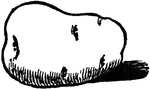 An illustration of a potato.