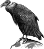 Condor