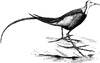 Indian Jacana
