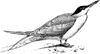 Common Tern