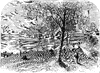 Lake Scene