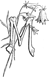 Decorative Letter M