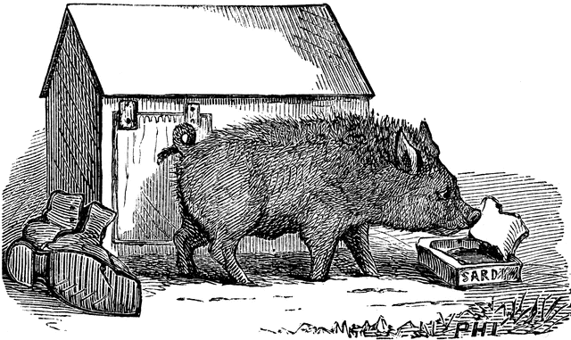 clipart pot bellied pig - photo #2