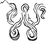 An illustration of a decorative letter W.