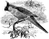 Uvaean Parakeet