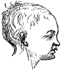 Head