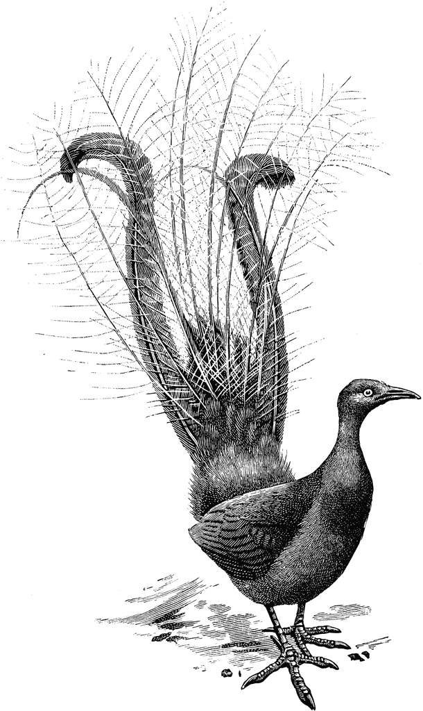 lyre bird