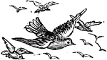 An illustration of a flock of birds flying.