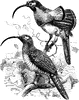 D'Albertis' Bird of Paradise