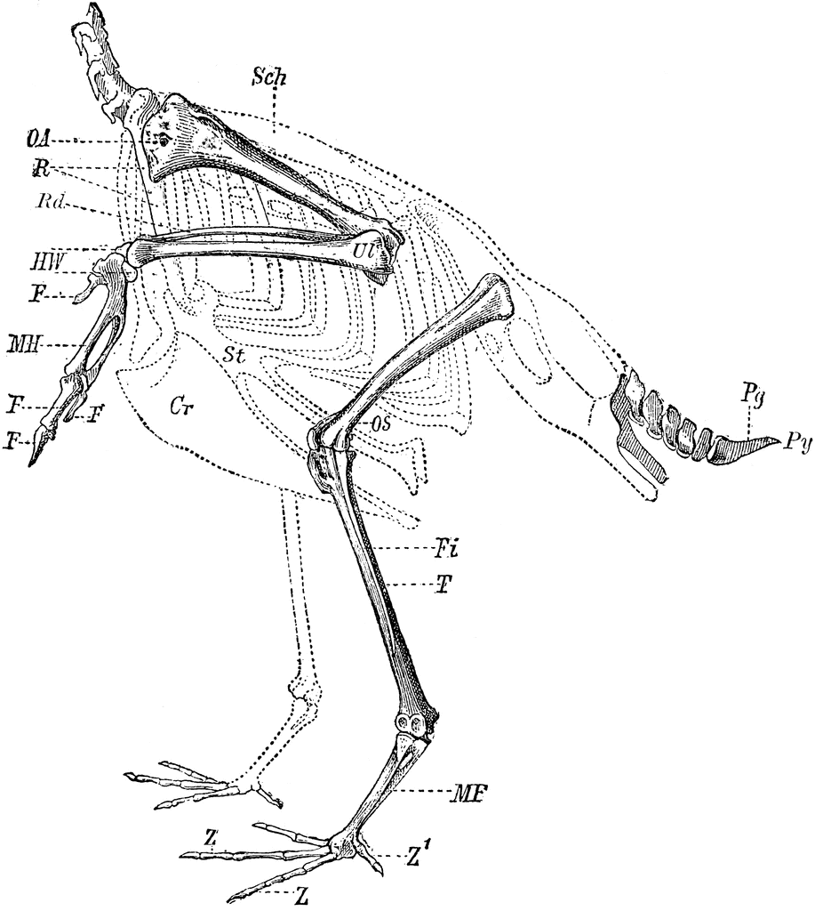 Skeleton of the Limbs and Tail of a Carinate Bird | ClipArt ETC