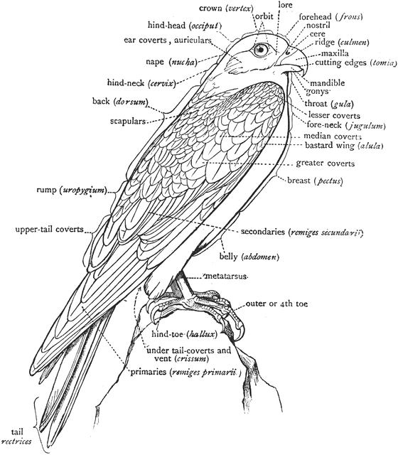 A Labeled Diagram of a Falcon to Show the Nomenclature of the External