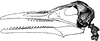 Skeleton Head of a Ichthyornis