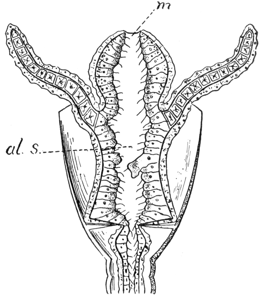 Polyp