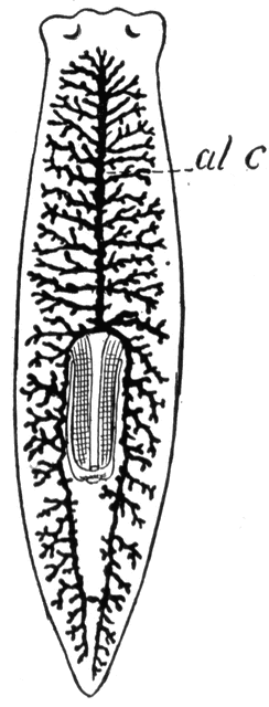 Flatworm Planaria