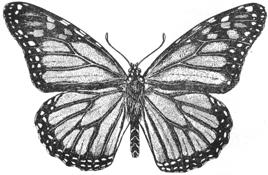 monarch caterpillar clipart. clipart monarch butterflies