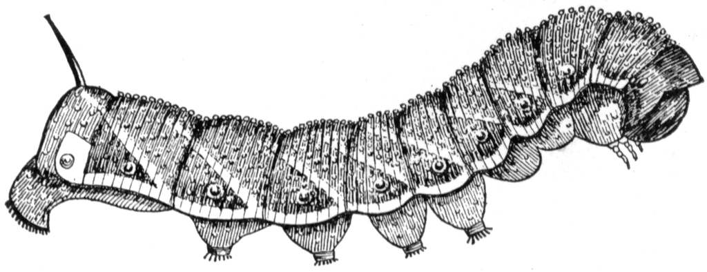 Caterpillar. To use any of the clipart images above (including the thumbnail 