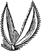 Virginia Cut Grass