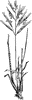 Meadow Oat Grass