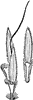 Finger-spiked Wood Grass